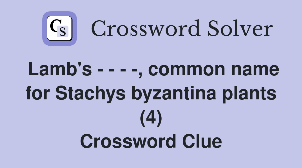 Lamb's , common name for Stachys byzantina plants (4